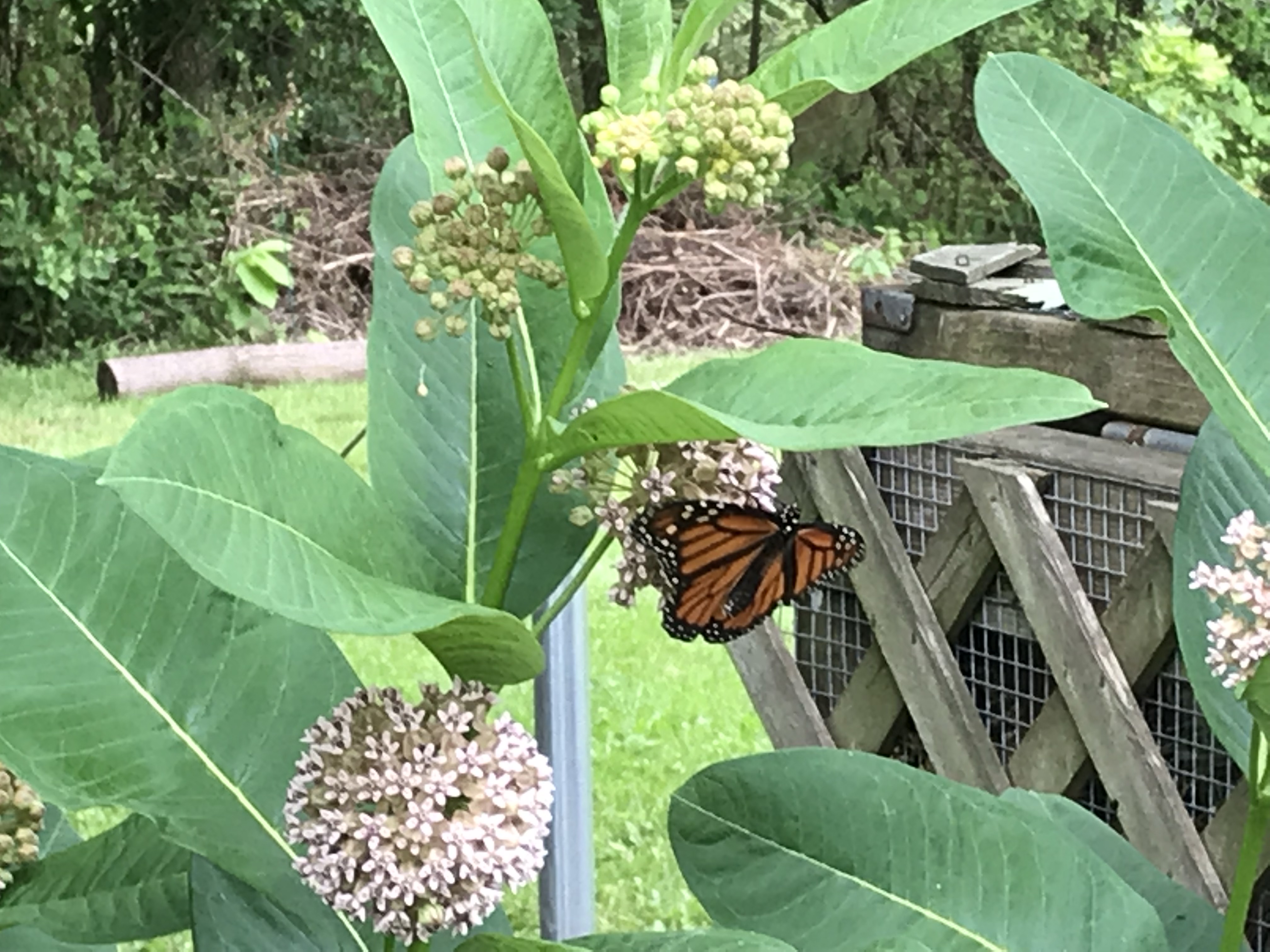 Milkweed for Monarch Habitat